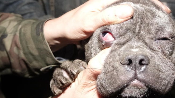 Sąd nakazał oddanie 28 psów do hodowli. Aktywiści zbierają pieniądze, by tam nie wróciły