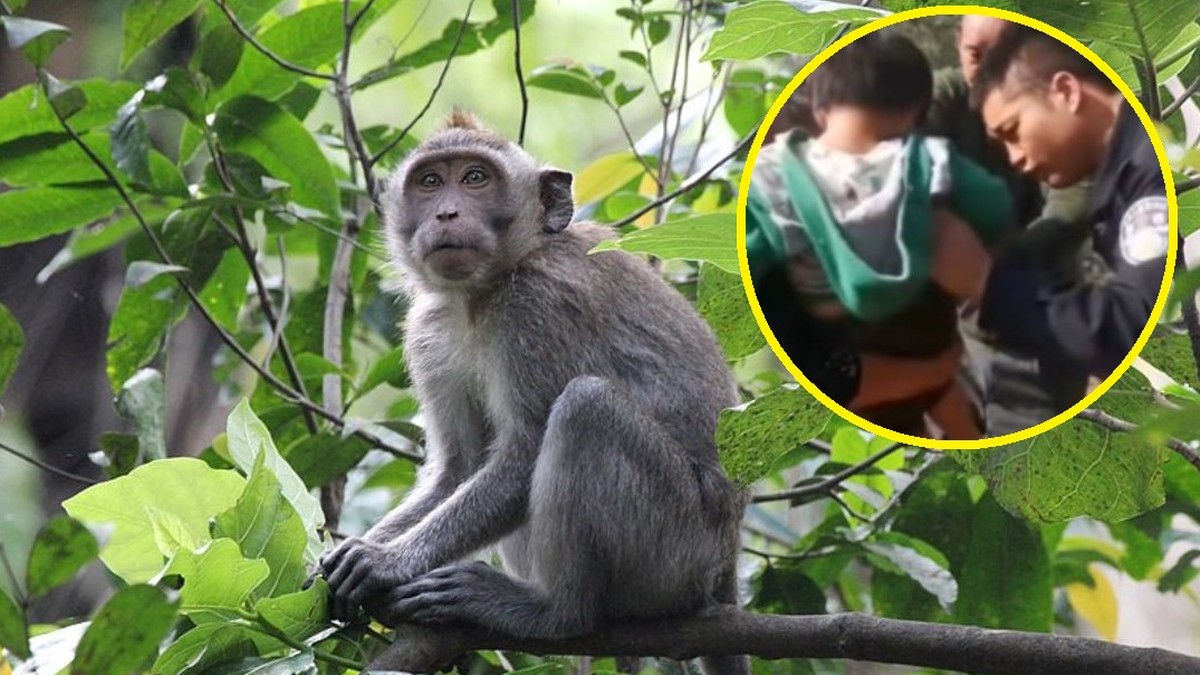 Chiny: Trzylatka porwana przez małpę. Znaleziono ją wiszącą nad klifem