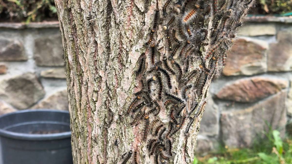 Dangerous Oak Processionary Caterpillar Spreads Across Europe, Reaches Poland