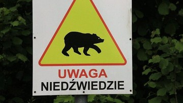 Uwaga! Niedźwiedzie atakują ludzi na Pogórzu Przemyskim