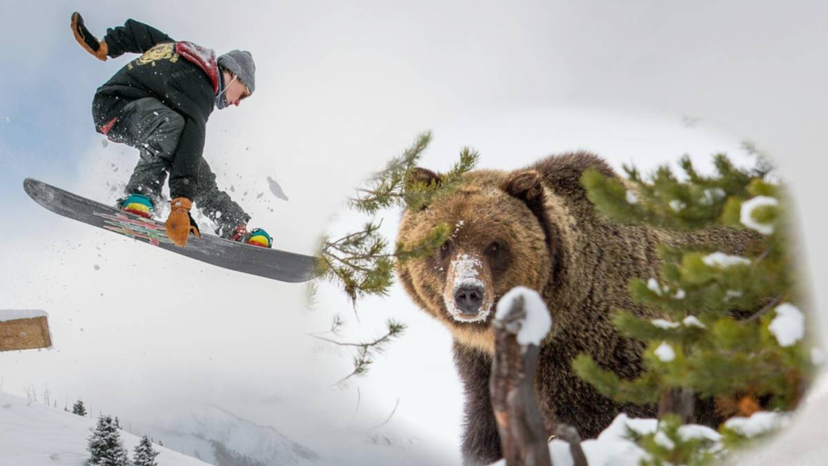 Rosjanin przeżył atak niedźwiedzia. Pomógł mu telefon