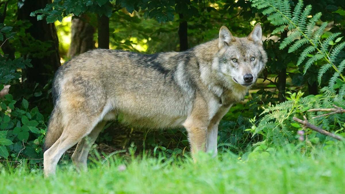Myśliwi ostrzegają przed wilkami. Uwaga na spacerach z psem