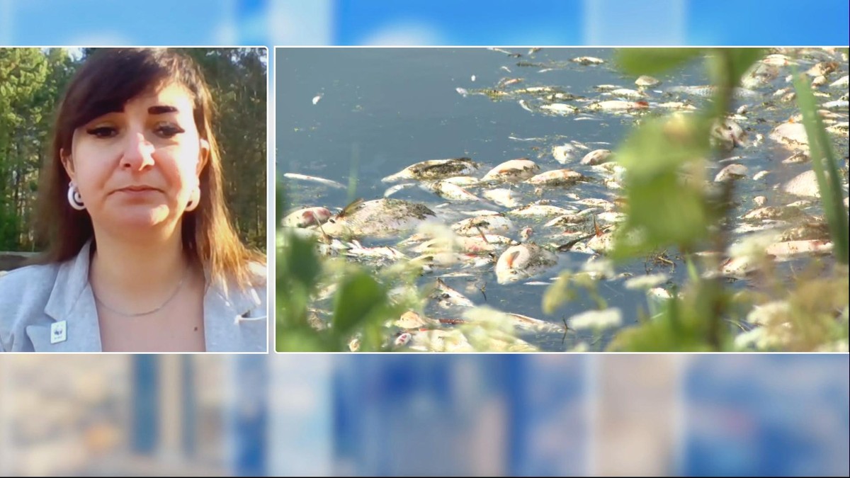 WWF Polska: Katastrofa na Odrze może się powtórzyć. Rzeki płyną solą. "Złote algi były nabojem"