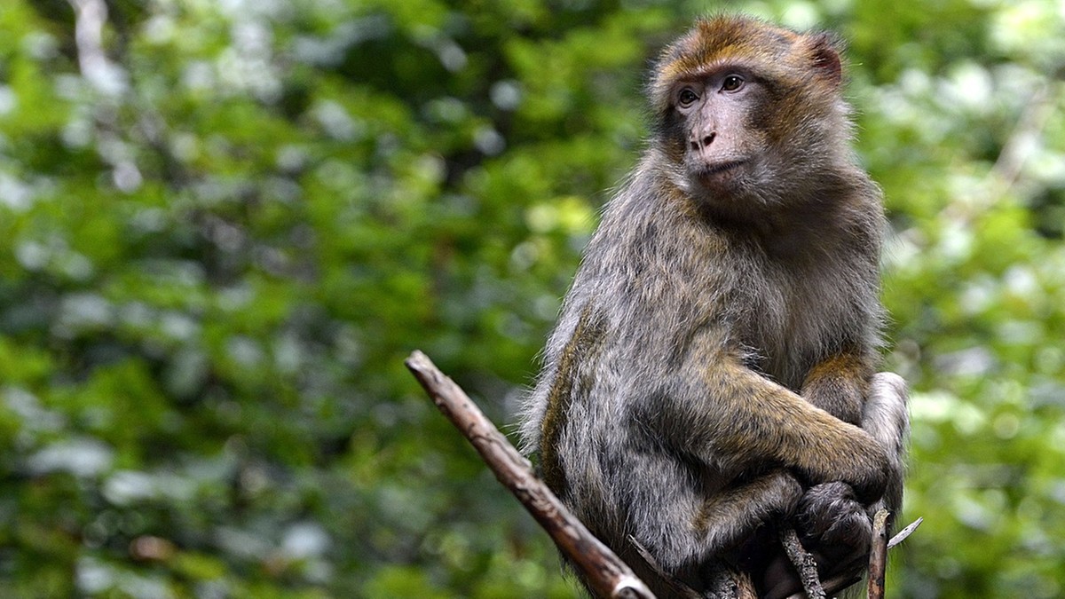 Indie: W Delhi wynajęto płoszycieli małp. Mają chronić gości G20