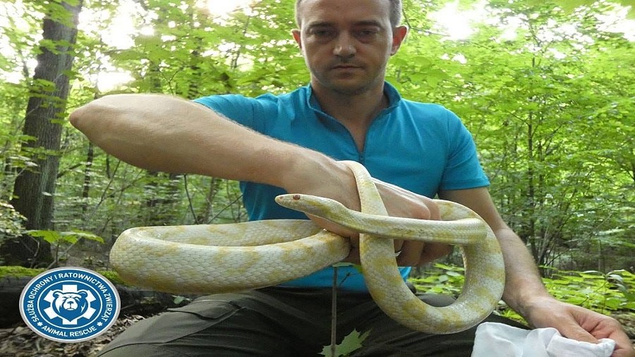 Fot. Facebook / Służba Ochrony i Ratownictwa Zwierząt Animal Rescue Polska.