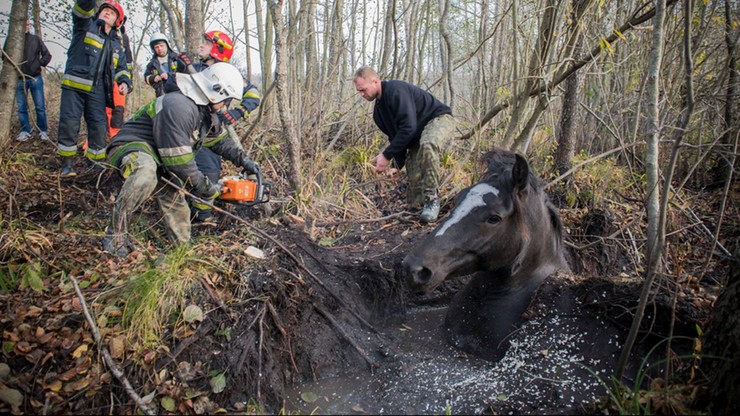 Koń tonął w bagnie. Strażakom udało się uratować zwierzę