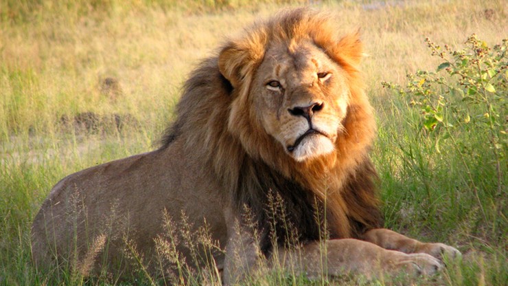 Władze Zimbabwe nie postawią zarzutów dentyście, który zabił lwa Cecila
