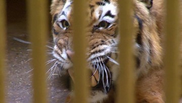 Kara za dobre serce - "Państwo w Państwie" o tygrysach zatrzymanych na białoruskiej granicy