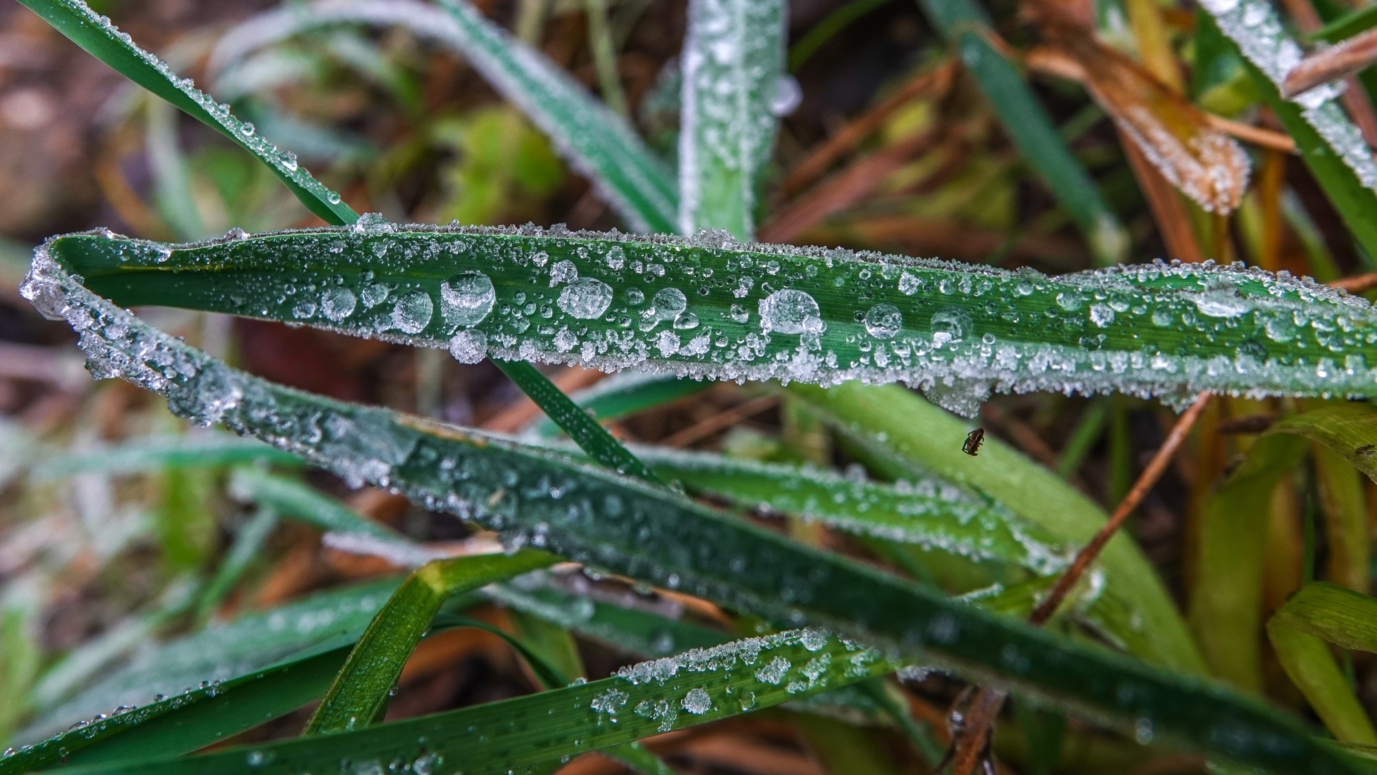 Szron pod lupą - zdjęcie 5