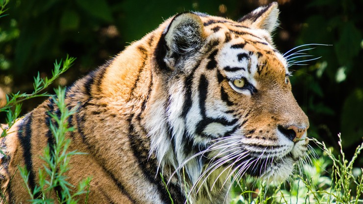 Mnisi nielegalnie handlowali tygrysami. Zwierzęta trzymali w świątyni