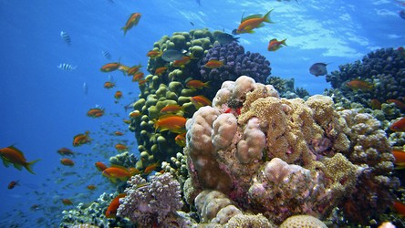 Ten niezwykły gatunek ryb udomowił sobie krewetki. Na co dzień mieszka w rafach koralowych