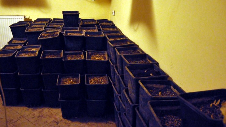 Warszawska policja przejęła 900 krzewów konopi i ponad 20 kg marihuany