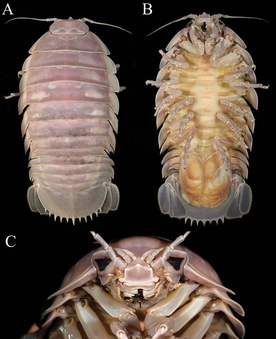 Przedstawiciel gatunku Bathynomus vaderi