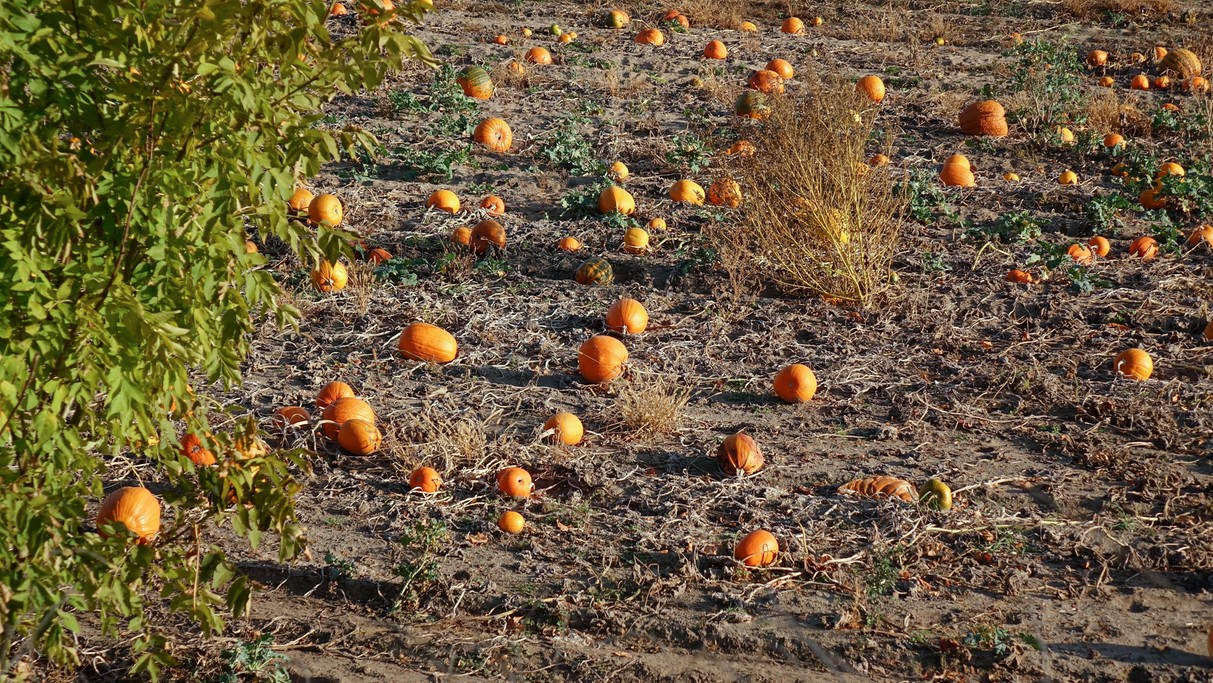 Jesienne klimaty - zdjęcie 14