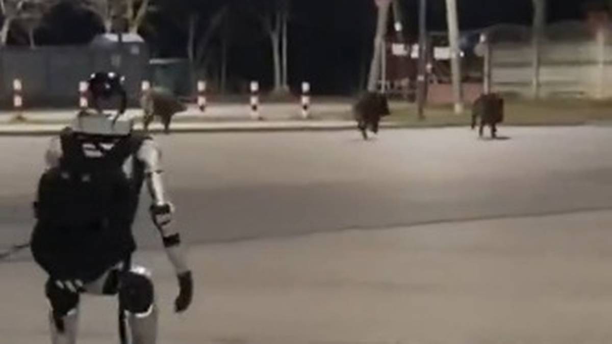 Robot humanoidalny Edward Warchocki biegnie ulicą za grupą dzik&oacute;w.