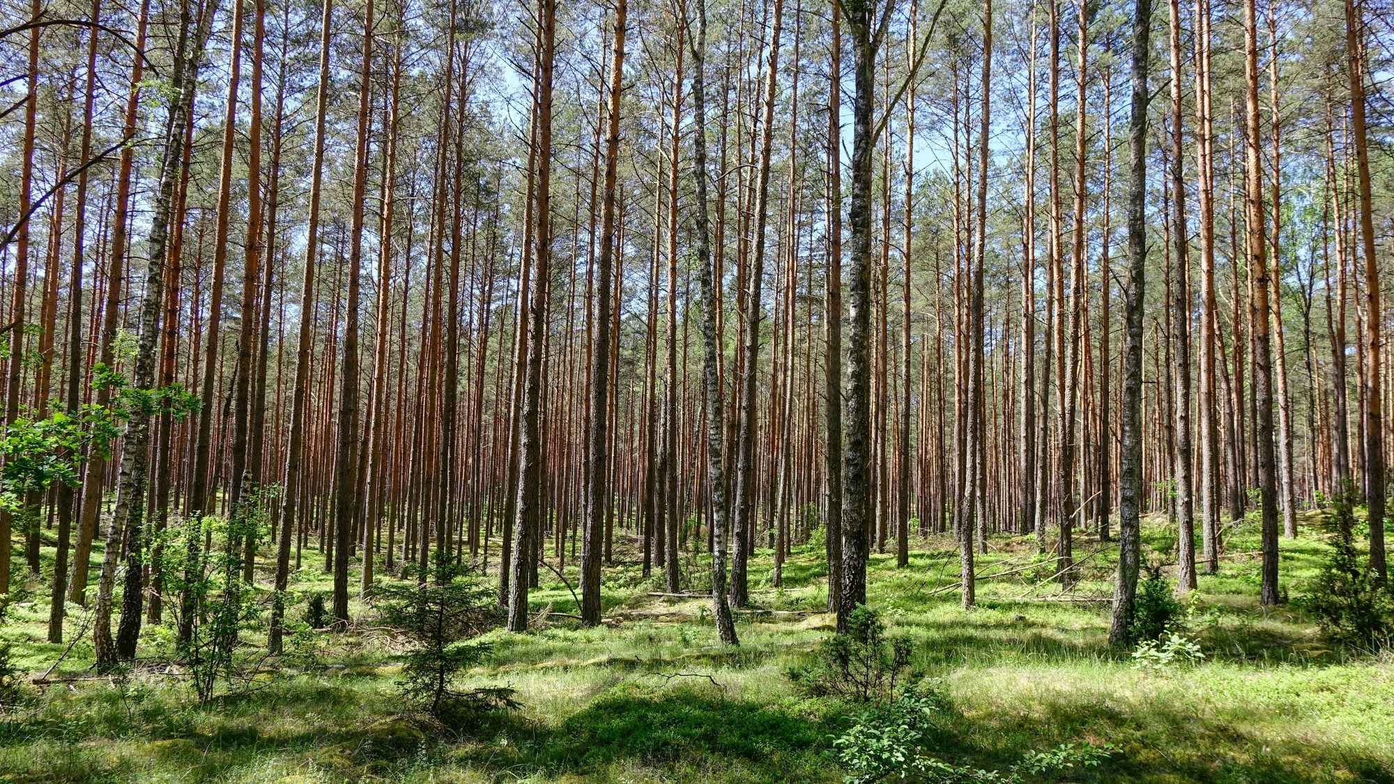 Urocze zakątki w lasach - zdjęcie 76