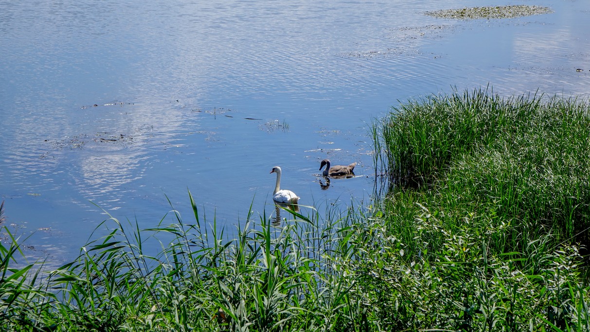 Nad morzem, jeziorami i rzekami - zdjęcie 89