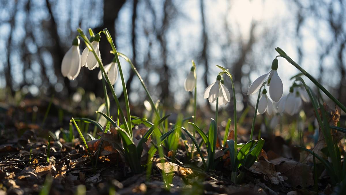 Zbliżenie na białe kwiaty przebiśniegów w lesie.