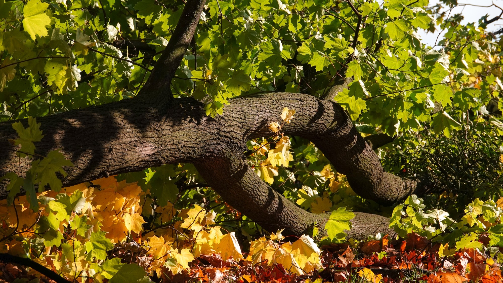 Wichura w Polsce - zdjęcie 5