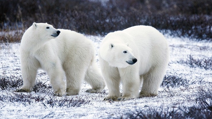 Niedźwiedzie polarne biegały po pasie startowym lotniska na Alasce. Zauważył je jeden z pracowników