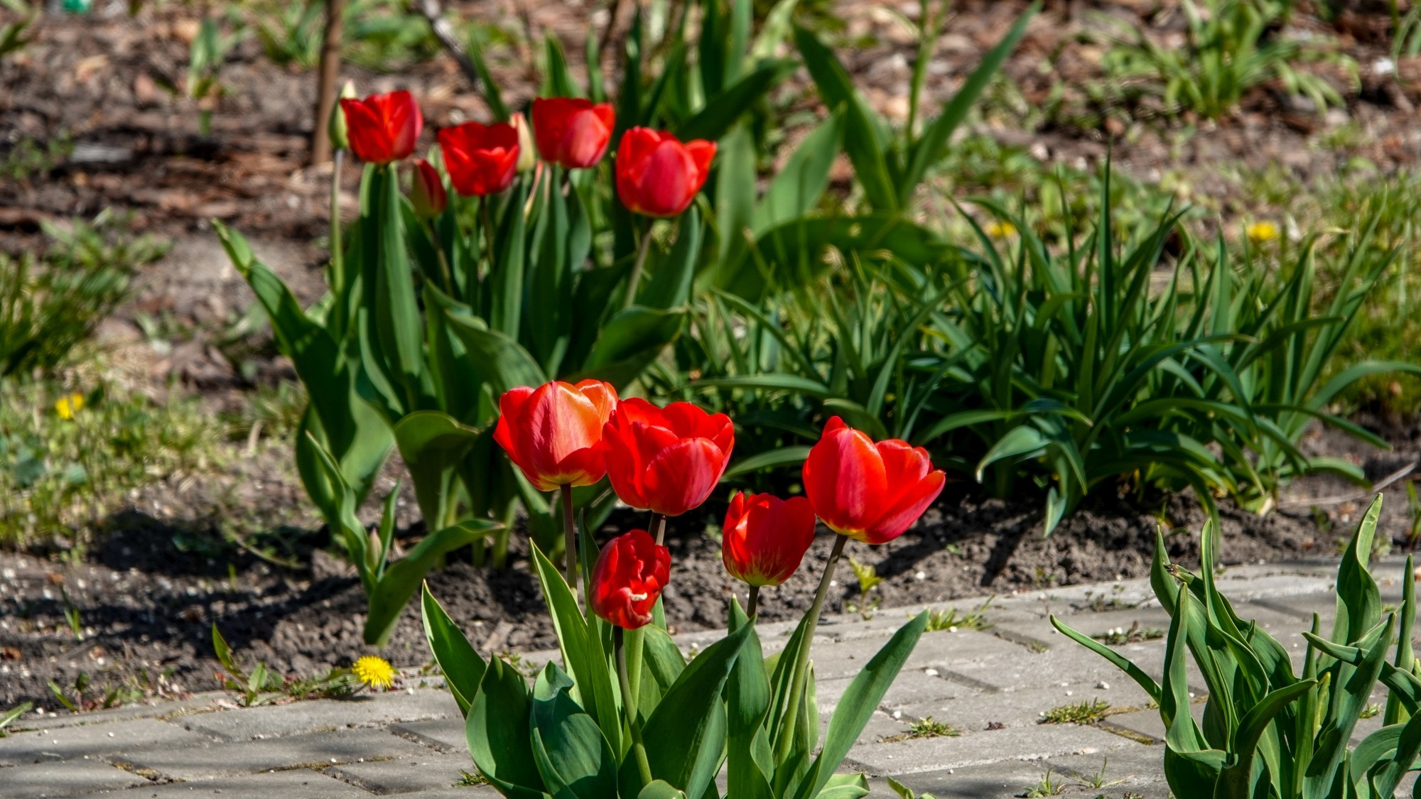 Kwitnąca wiosna - zdjęcie 15