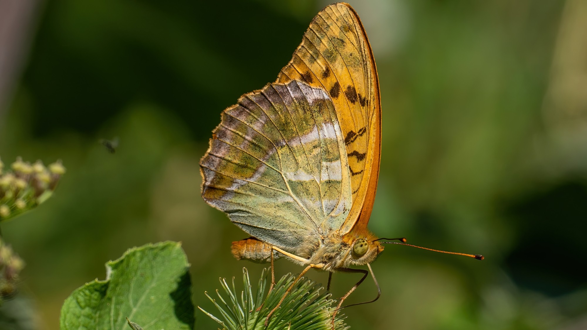 Kolory lata - zdjęcie 22
