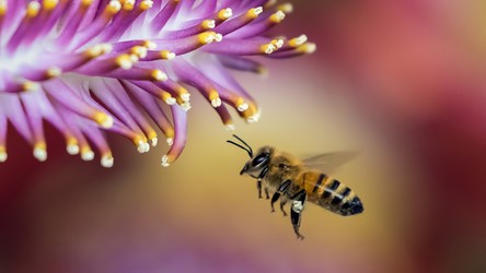 Pszczoły dołączają do listy zwierząt zdolnych do podstawowej arytmetyki