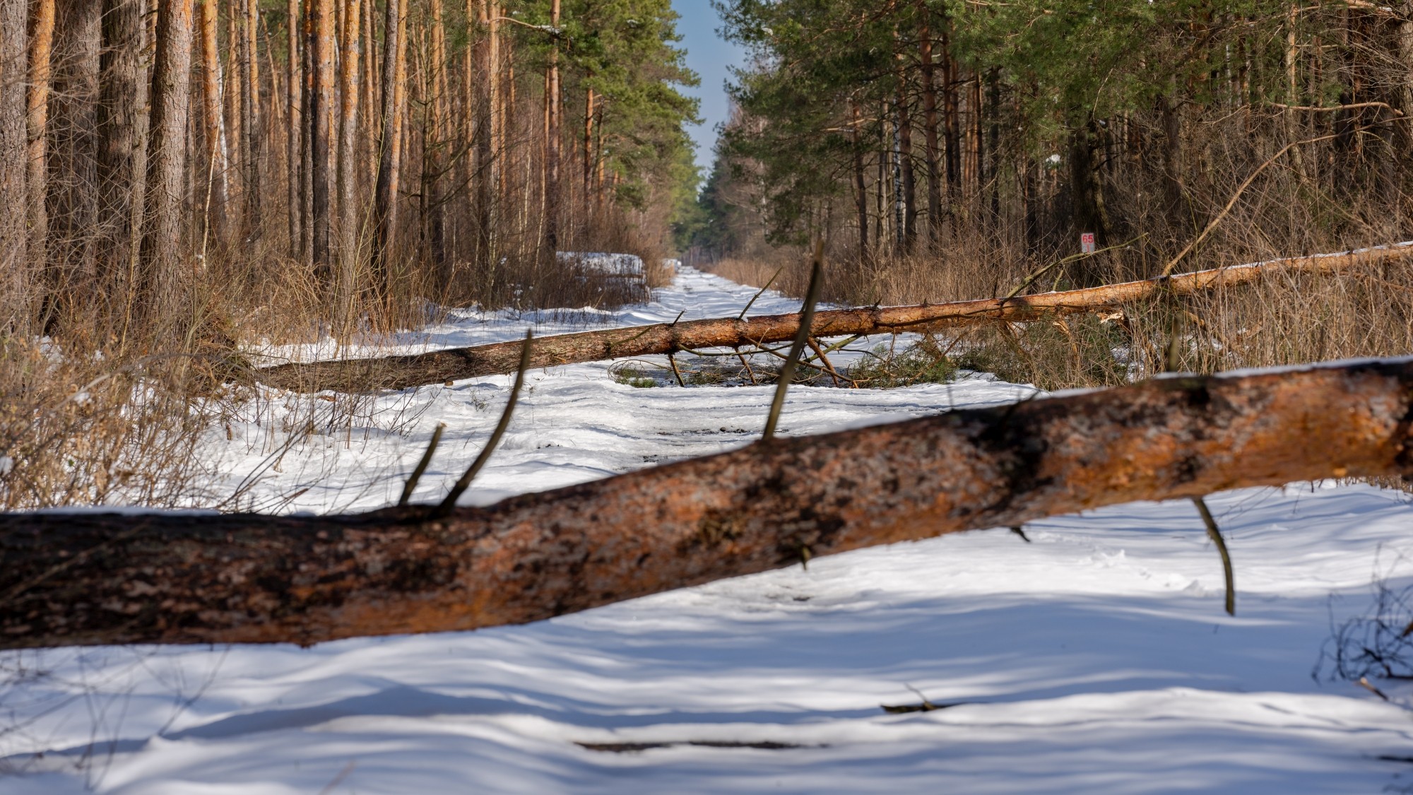 Miejska przyroda - zdjęcie 26