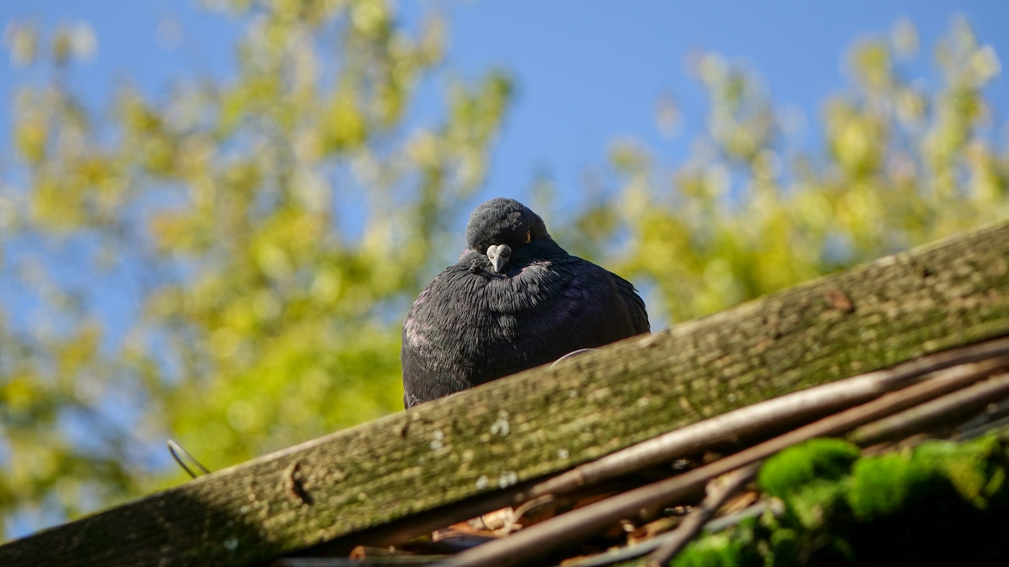 Z kamerą wśród zwierząt - zdjęcie 63