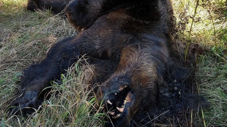 Martwą niedźwiedzicę znaleziono w Tatrach. Prawdopodobnie została potrącona przez samochód