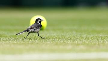Wimbledon online. Transmisja meczów z kortu numer 7 - 07.07