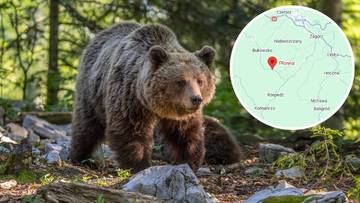 Atak niedźwiedzia na Podkarpaciu. Nie żyje kobieta