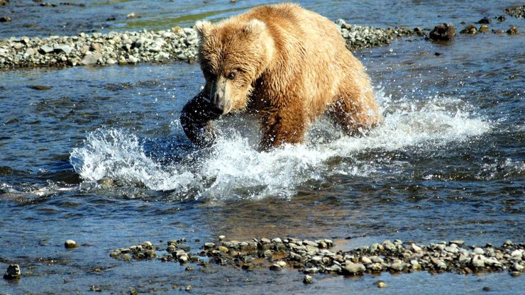 Alaska. Rowerzysta pobił się z niedźwiedziem. Ze starcia wyszedł o własnych siłach