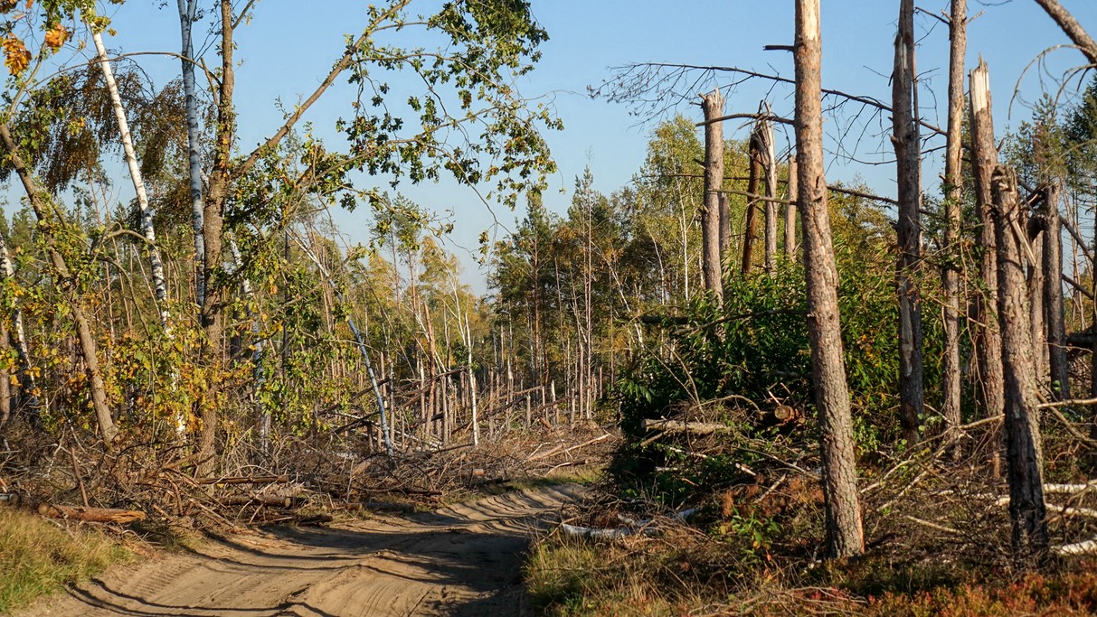 Bory Tucholskie po huraganie - zdjęcie 11