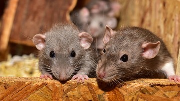 Plaga szczurów w Holandii. Są w tramwajach, domach i restauracjach 