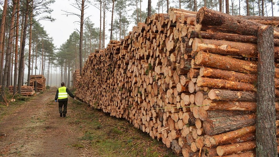 Stosy drewna w lasach Nadleśnictwa Czersk na Pomorzu. Fot. Lasy Państwowe / Twitter / Krzysztof Trębski‏ @ktrebski
