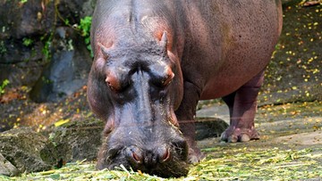 Hipopotam zaatakował pracownika zoo. Ich pojedynek zarejestrowała kamera