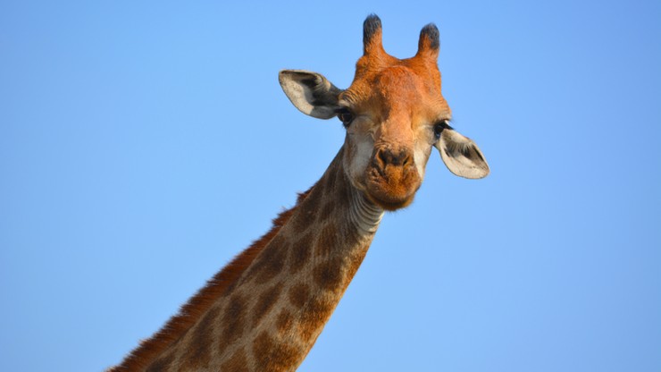 Naukowcy: są aż 4 gatunki żyraf