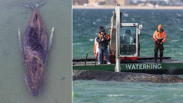 Zwrot ws. uwięzionego w Niemczech humbaka. Nadchodzą kluczowe godziny