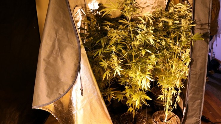 Stołeczni policjanci zlikwidowali plantację marihuany
