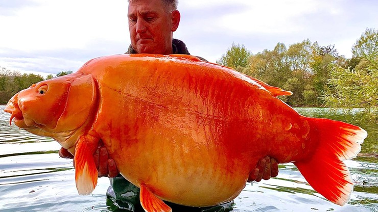 Francja. Złowił ogromną "złotą rybkę". To może być rekord