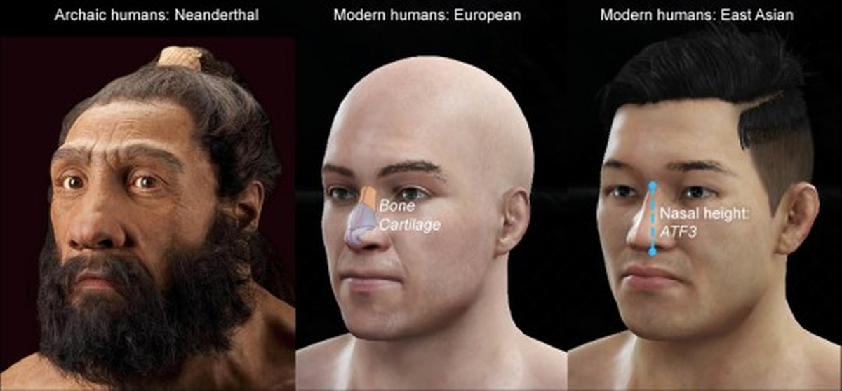 DNA neandertalczyka może prowadzić do wyższego nosa
