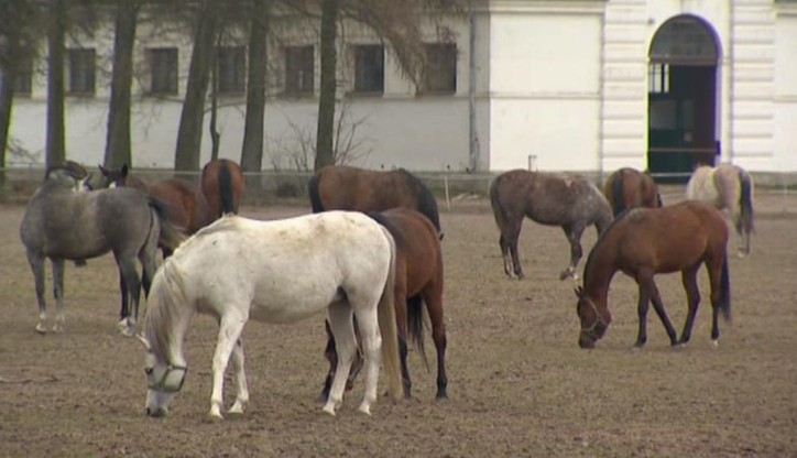 Shirley Watts chce pozwać polskie władze w związku ze śmiercią jej koni