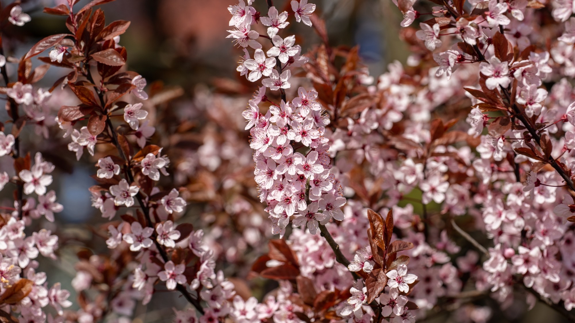 Miejska przyroda - zdjęcie 8