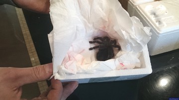 197 pająków w przesyłce kurierskiej. Miały trafić z Ełku do Wielkiej Brytanii