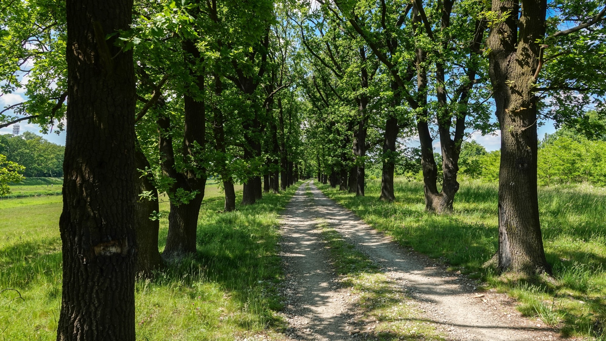 Uroki zielonej pory roku - zdjęcie 15