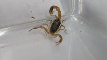 Żywy skorpion w sklepie odzieżowym w Toruniu