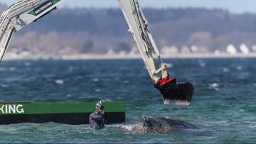Służby ratują  humbaka. Ciężki sprzęt w akcji ratunkowej na Bałtyku