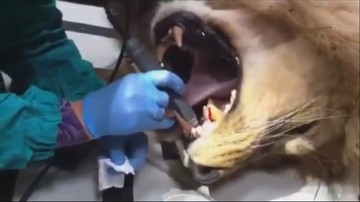Lew u dentysty. Stomatolog wiercił w paszczy, gdy król zwierząt spał