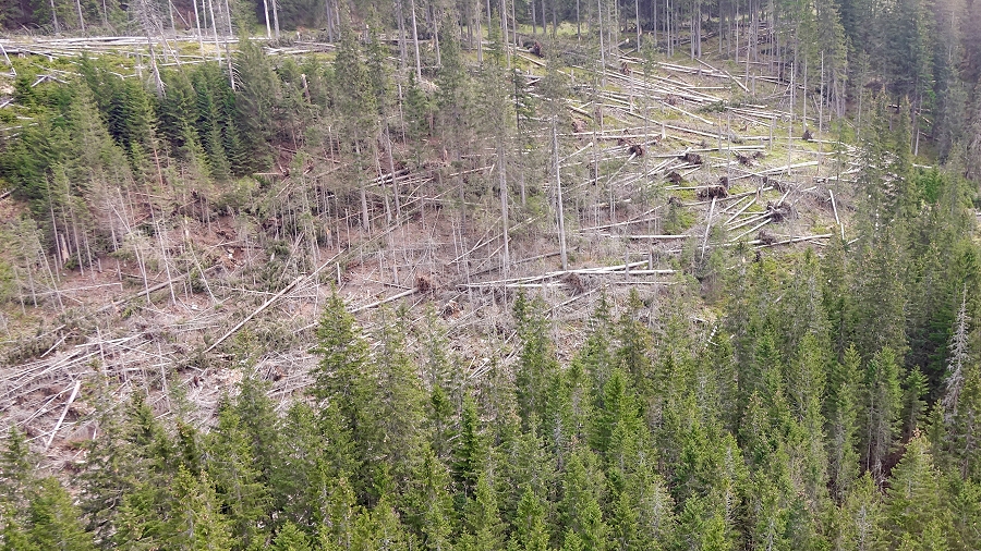 Halny połamał całe połacie lasu w Tatrach. Droga do Morskiego Oka jest zamknięta do odwołania